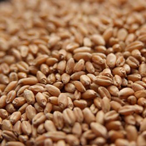 Rahr Unmalted Wheat 50 lb Bag